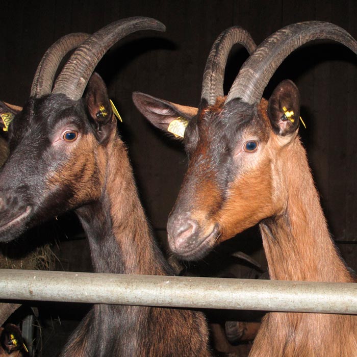 La Ferme de Keroulep